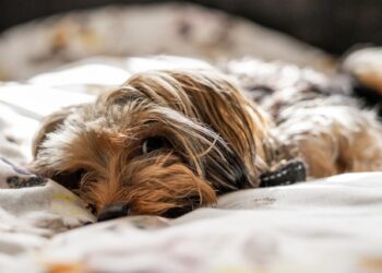 Reprodução: Unsplash / Marcus Urbenz