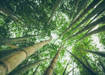 Reprodução: Unsplash / Pablo Azurduy