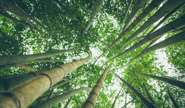 Reprodução: Unsplash / Pablo Azurduy