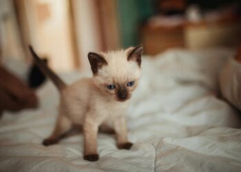 Cientistas descobrem uma nova reviravolta na razão pela qual os gatos caem de pé