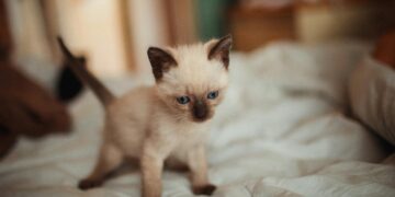 Cientistas descobrem uma nova reviravolta na razão pela qual os gatos caem de pé