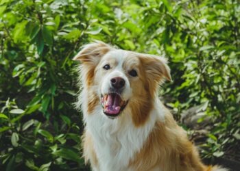 Se o bafo do seu cachorro tem esse cheiro, veterinários dizem: não ignore