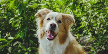 Se o bafo do seu cachorro tem esse cheiro, veterinários dizem: não ignore