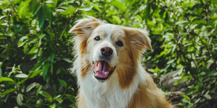 Se o bafo do seu cachorro tem esse cheiro, veterinários dizem: não ignore