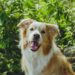 Se o bafo do seu cachorro tem esse cheiro, veterinários dizem: não ignore