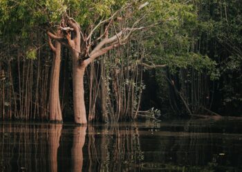 Estudo revela o “ouro líquido” da Amazônia que pode valer mais de R$ 100 bilhões