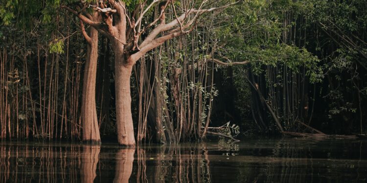 Estudo revela o “ouro líquido” da Amazônia que pode valer mais de R$ 100 bilhões