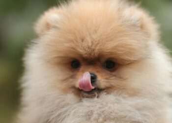 Muitos donos dão isso ao cachorro sem imaginar que pode virar um “veneno”