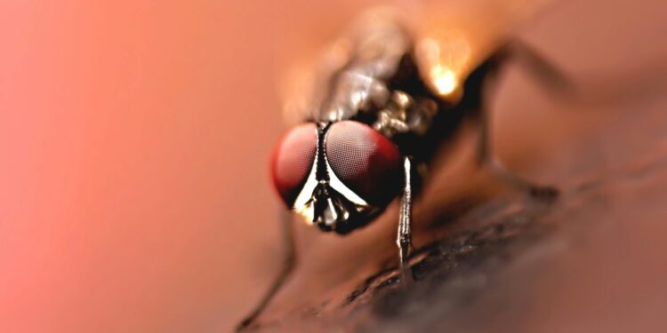 Moscas correm risco de desaparecer, e cientistas explicam por quê