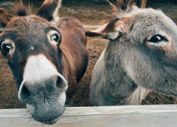 Cientistas soam o alerta para risco real de extinção dos jumentos na Terra