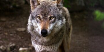 Após anos de proteção, governo decide liberar caça de animais selvagens neste país
