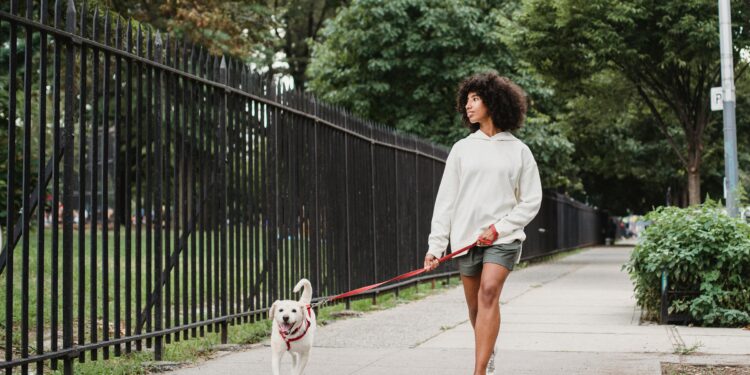 Governo cria multa de R$ 826 para quem sair com cachorro na rua sem seguir regra
