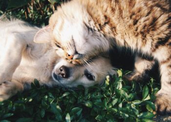 Preferir gatos em vez de cachorros não é aleatório: entenda o que isso indica na psicologia