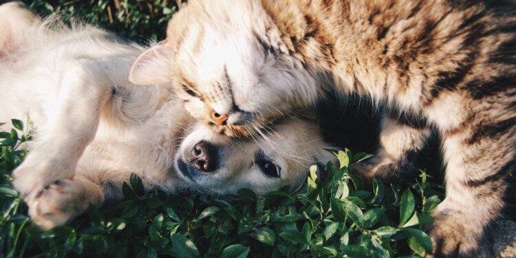 Preferir gatos em vez de cachorros não é aleatório: entenda o que isso indica na psicologia