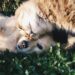 Preferir gatos em vez de cachorros não é aleatório: entenda o que isso indica na psicologia