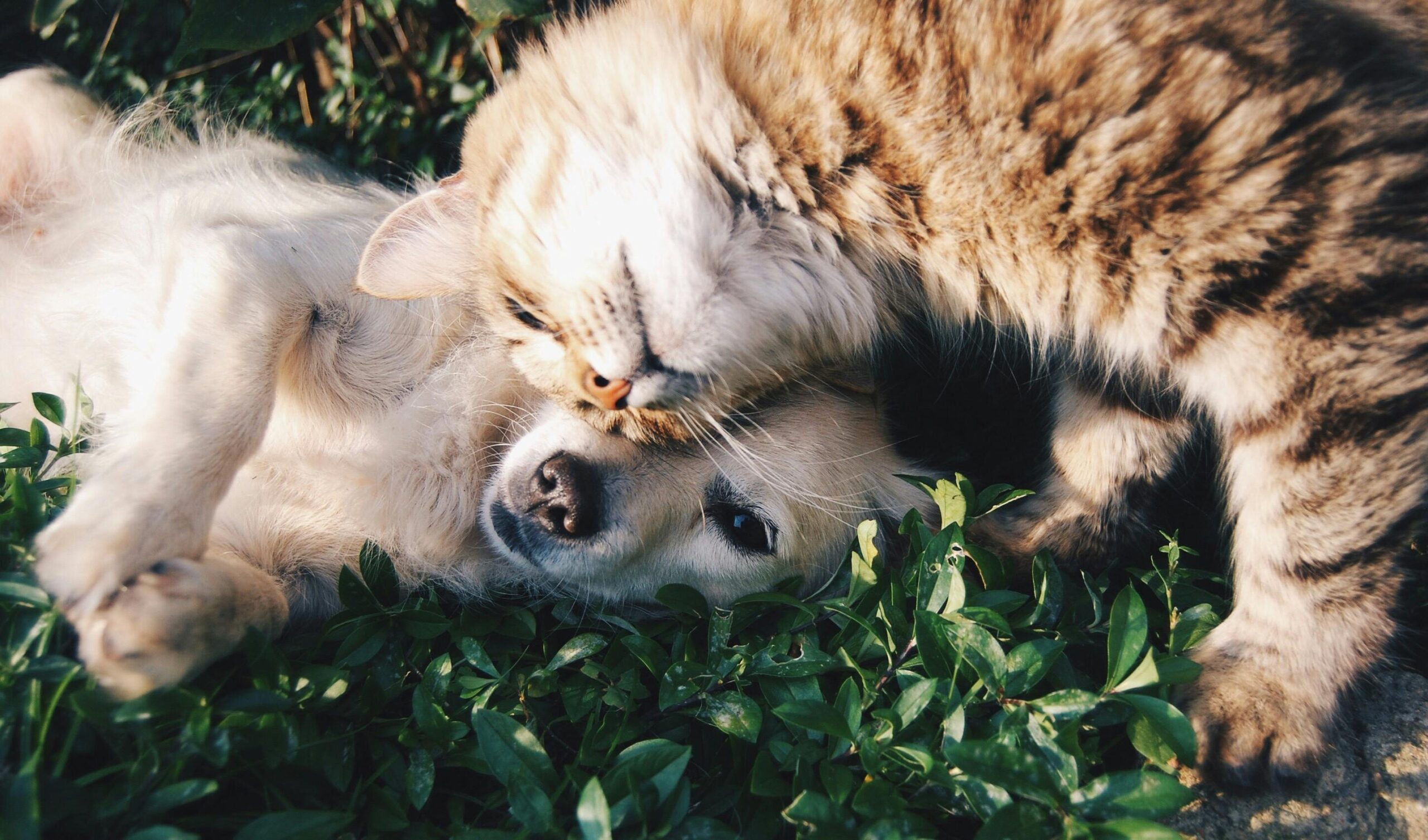 Preferir gatos em vez de cachorros não é aleatório: entenda o que isso indica na psicologia
