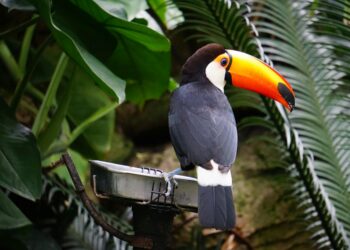 Por que tucanos aparecem no seu jardim? Veja o que pode significar