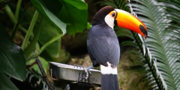Por que tucanos aparecem no seu jardim? Veja o que pode significar