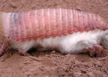 "Fada" existe, é rosa e acabou de ser vista na Argentina