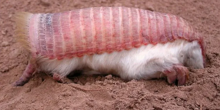 "Fada" existe, é rosa e acabou de ser vista na Argentina