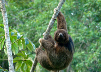 Animais que só existem no Brasil e alguns você provavelmente nunca ouviu falar