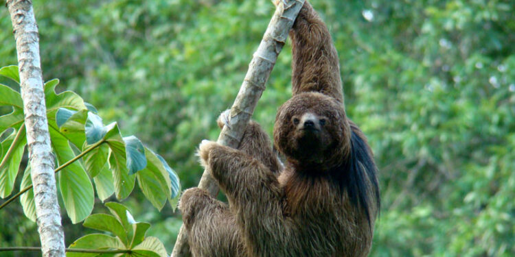 Animais que só existem no Brasil e alguns você provavelmente nunca ouviu falar