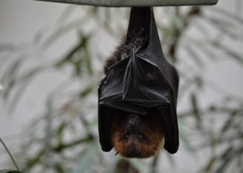 Os morcegos são um dos principais vetores de raiva no país.