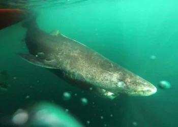 "Monstro" que pode chegar a 500 anos é o animal mais velho do planeta e vive escondido no fundo do mar