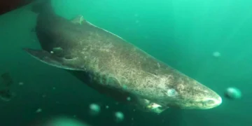 "Monstro" que pode chegar a 500 anos é o animal mais velho do planeta e vive escondido no fundo do mar