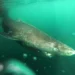 "Monstro" que pode chegar a 500 anos é o animal mais velho do planeta e vive escondido no fundo do mar