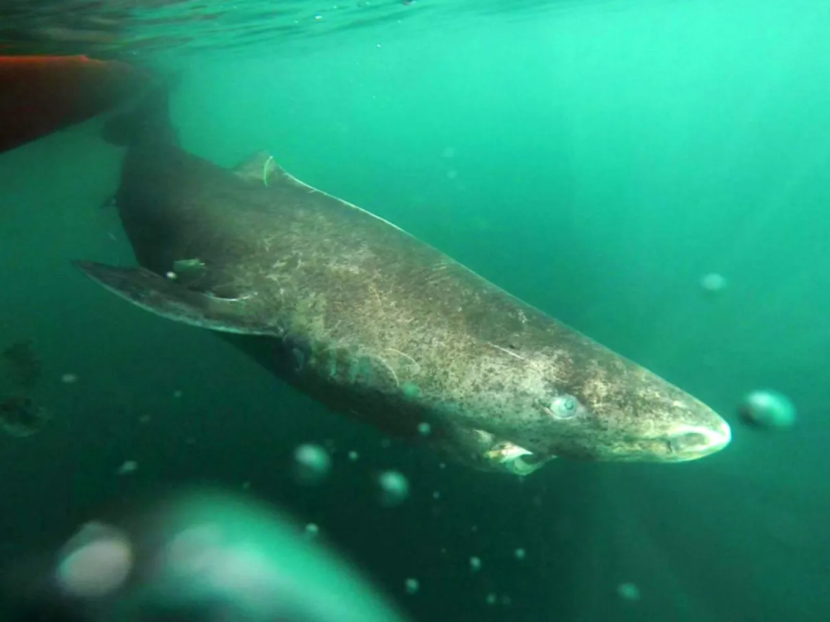 “Monstro” que pode chegar a 500 anos é o animal mais velho do planeta e vive escondido no fundo do mar