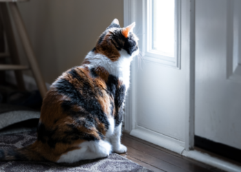 O gato sozinho em casa pode se sentir abandonado ou substituído - Foto: Reprodução