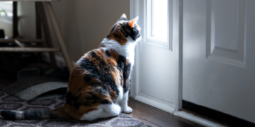 O gato sozinho em casa pode se sentir abandonado ou substituído - Foto: Reprodução