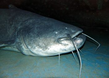 O animal tinha quase três metros de comprimento.

Reprodução: Wikimedia Commons / Bernard DUPONT