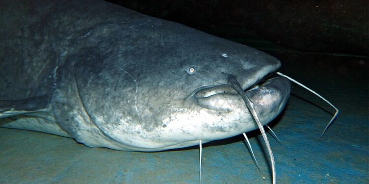 O animal tinha quase três metros de comprimento.

Reprodução: Wikimedia Commons / Bernard DUPONT