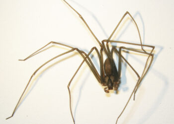 A aranha-marron (Loxosceles) é comum da América Latina e é mais perigosa do que aparenta.

Reprodução: Ikimedia Commons / Sclerotacious