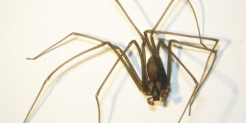 A aranha-marron (Loxosceles) é comum da América Latina e é mais perigosa do que aparenta.

Reprodução: Ikimedia Commons / Sclerotacious