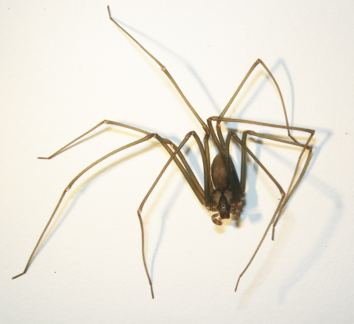Essa aranha venenosa vive no Brasil e se esconde onde você menos espera dentro de casa