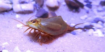 Os individuos se tornam adultos após duas semanas depois de nascerem - Foto: Reprodução