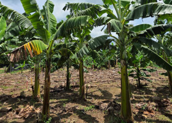 Bananeira Williams, infectada com a murcha de Fusarium R4T, ao lado da brasileira BRS Princesa saudável, à direita. Fonte: Embrapa