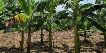 Bananeira Williams, infectada com a murcha de Fusarium R4T, ao lado da brasileira BRS Princesa saudável, à direita. Fonte: Embrapa