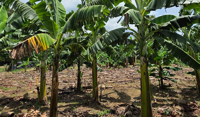 Bananeira Williams, infectada com a murcha de Fusarium R4T, ao lado da brasileira BRS Princesa saudável, à direita. Fonte: Embrapa