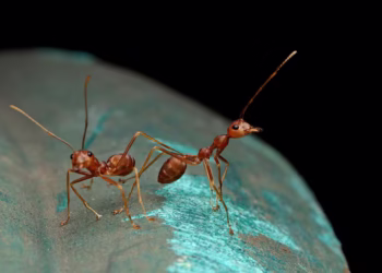 Animal é o verdadeiro "rei da soneca" e dá inveja nos humanos ao tirar 250 cochilos por dia