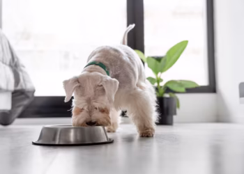 Esse alimento comum pode ser venenoso para pets e muita gente ainda oferece em casa