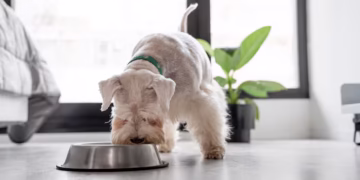 Esse alimento comum pode ser venenoso para pets e muita gente ainda oferece em casa