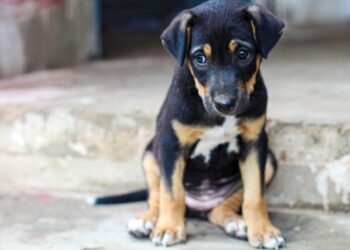 A lei tem o objetivo de evitar crises de estresse e solidão nos peludos.

Reprodução: Unsplash / Design Wala