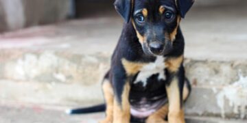 A lei tem o objetivo de evitar crises de estresse e solidão nos peludos.

Reprodução: Unsplash / Design Wala