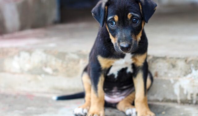 A lei tem o objetivo de evitar crises de estresse e solidão nos peludos.

Reprodução: Unsplash / Design Wala