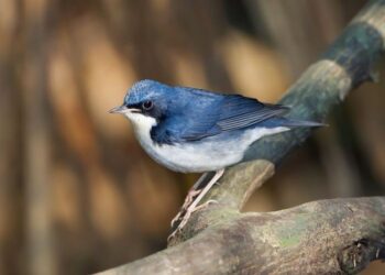Um dos animais mais bonitos da Terra pode desaparecer para sempre, alertam cientistas