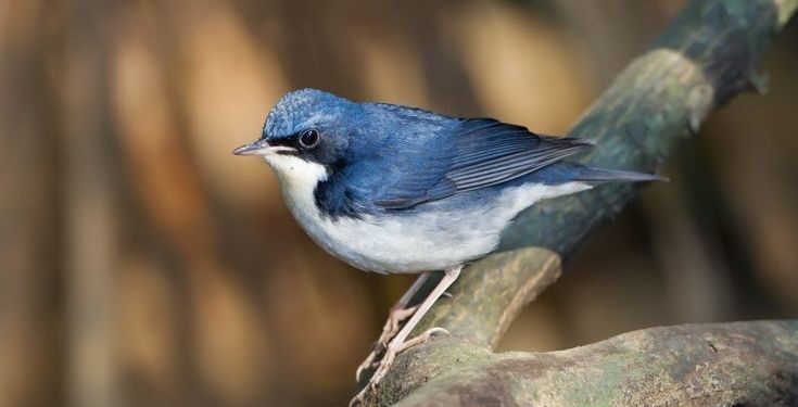 Um dos animais mais bonitos da Terra pode desaparecer para sempre, alertam cientistas
